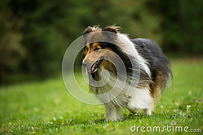 Running sheltie dog in a meadow Stock Photo