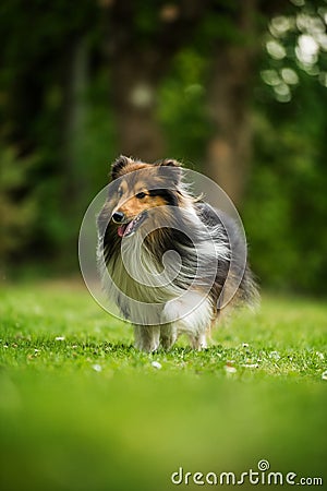 Running sheltie dog in a meadow Stock Photo