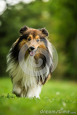 Running sheltie dog in a meadow Stock Photo