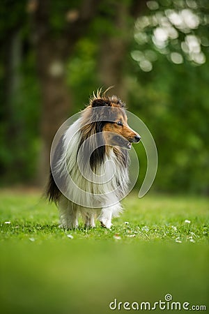 Running sheltie dog in a meadow Stock Photo