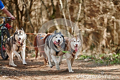 Running Siberian Husky sled dogs on autumn forest dry land, four Husky dogs outdoor mushing Stock Photo