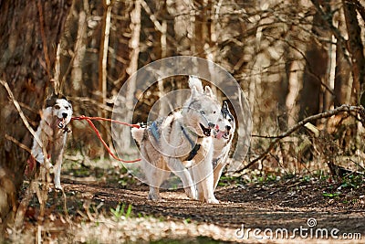 Running Siberian Husky sled dogs on autumn forest dry land, three Husky dogs outdoor mushing Stock Photo