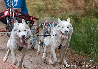 Running Siberian Husky sled dogs in harnesses in the autumn forest. Editorial Stock Photo