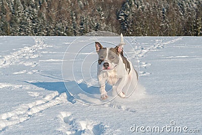 Running staffordshire bull terrier Stock Photo