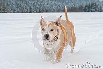 Running staffordshire bull terrier Stock Photo