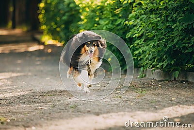 Running On Summer Road Tricolor Scottish Rough Long-Haired Engli Stock Photo