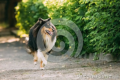 Running On Summer Road Tricolor Scottish Rough Long-Haired English Collie, Lassie Adult Dog Stock Photo