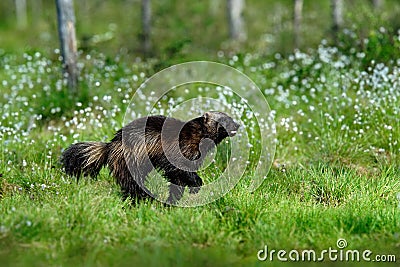 Running tenacious Wolverine in Finland tajga Stock Photo