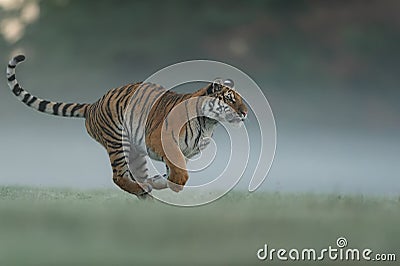 Running tiger on morning green field. Side view to dangerous animal. Tiger profil in agressive run. Siberian tiger Stock Photo