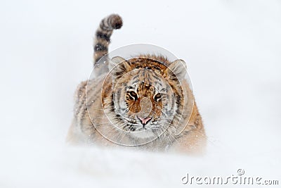 Running tiger with snowy face. Tiger in wild winter nature. Amur tiger running in the snow. Action wildlife scene, danger animal. Stock Photo