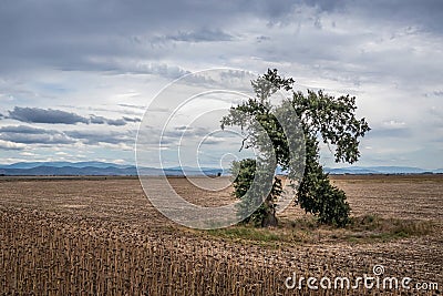 Running Tree in Bulgaria Stock Photo