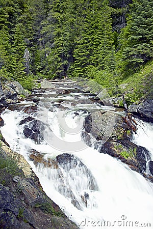 Running water beneath Pines as creek runs through Payette national Forest near McCall Idaho Stock Photo