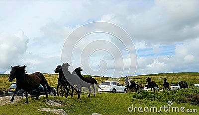 Running wild dartmoor ponys Editorial Stock Photo