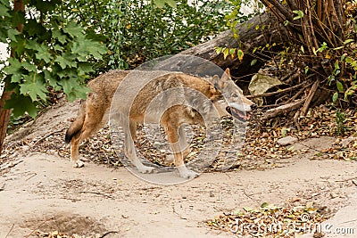 Running wolf Stock Photo