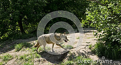 Running wolf in forest Stock Photo