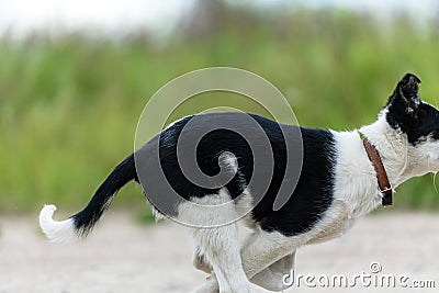Running young dog puppy - close-up paws Stock Photo