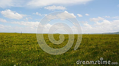 Ruoergai Grassland Stock Photo