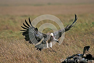 RUPPELL`S VULTURE gyps rueppellii, ADULT IN FLIGHT, LANDING, KENYA Stock Photo