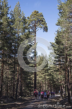 Rura hiking through the pine forest of Valsain, Segovia, Castilla y Leon, Spain Editorial Stock Photo