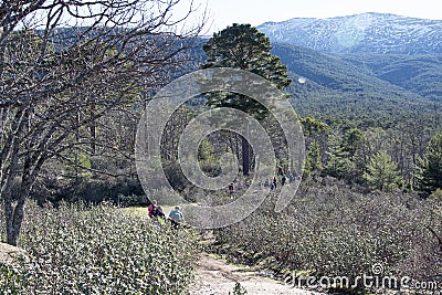 Rura hiking through the pine forest of Valsain, Segovia, Castilla y Leon, Spain Editorial Stock Photo