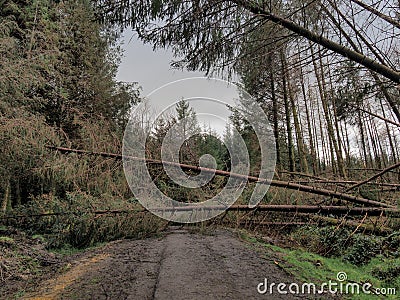 Rural access road blocked by fallen pine trees. Storm damage. Stock Photo
