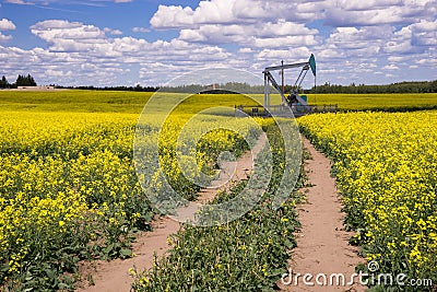 Rural Alberta - Oil Pump jack in the middle of blooming canola fi Stock Photo