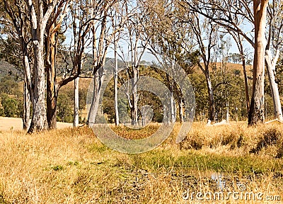 Rural Australia countryside water hole gum trees Stock Photo