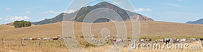 Rural Australia panorama landscape cattle country Stock Photo