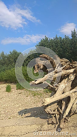 Tree on a rural beach in summer Stock Photo