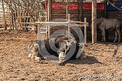 A rural black bull lies on the ground in a corral Stock Photo