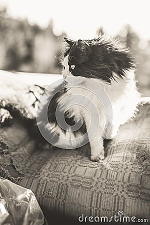 Rural black and white cat Stock Photo