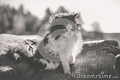 Rural black and white cat Stock Photo