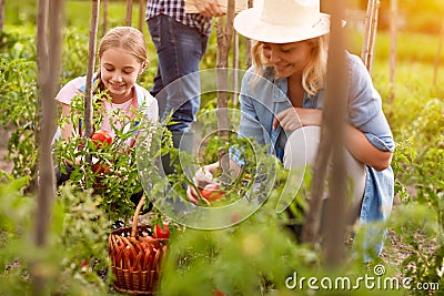 Rural family pick organically tomatoes Stock Photo