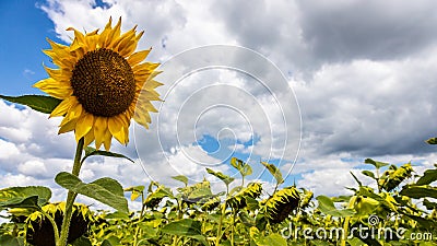rural farm field with dry and ripe disk heads of common sunflower ready for harvest, and a late flower bloom in blue sky Stock Photo