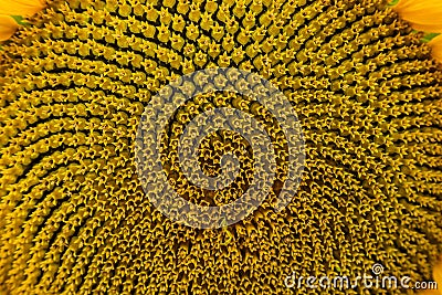 rural farm field with dry and ripe disk heads of common sunflower ready for harvest, and a late flower bloom in blue sky Stock Photo