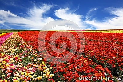 The rural field with garden buttercups Stock Photo