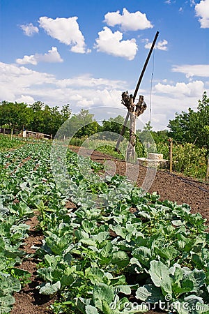 Rural garden bed of cabbage well under blue sky Stock Photo