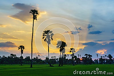 Rural green rice farm with sugar palm trees in beautiful sunset sky Stock Photo