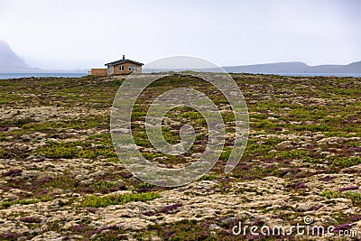 Rural House at Blooming Moss Field in Iceland Stock Photo