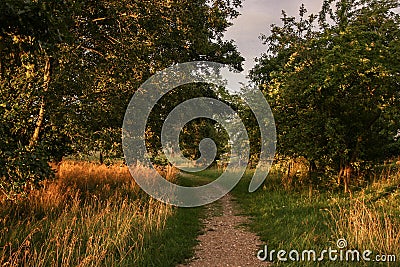 Rural landscape, an alley of fruit trees with green leaves at sunset, through which goes a sandy walking trail with golden Stock Photo