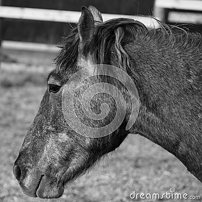 Rural landscape and animals. Portrait of an adult horse of gray color. Stock Photo