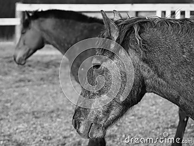 Rural landscape and animals. Portrait of an adult horse of gray color. Stock Photo