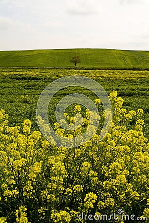 Rural landscape, Apulia, Italy - Immagine Stock Photo