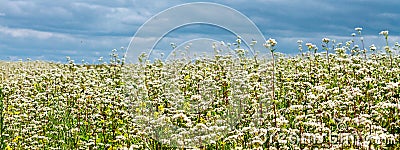 Rural landscape - blooming buckwheat field Stock Photo