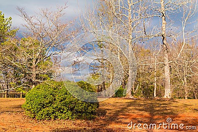 Landscape with bush and bare trees in autumn day Stock Photo