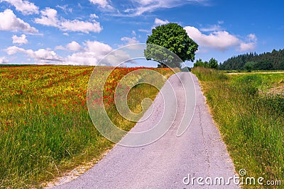 Rural landscape with a cornfield and red poppies Stock Photo