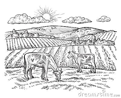 Rural landscape with cows. Vector vintage farm. Vector Illustration