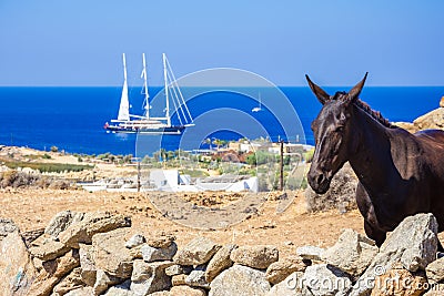 Rural landscape with curious donkey in a sunny summer day at Mykonos, Cyclades. Stock Photo