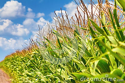 Rural landscape - edge corn field on sunny summer day Stock Photo