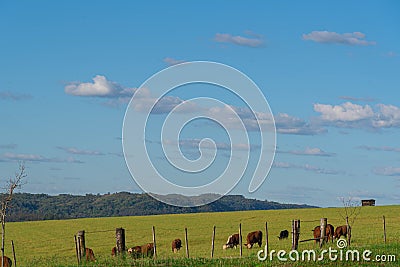 Rural landscape and extensive cattle ranching area Stock Photo